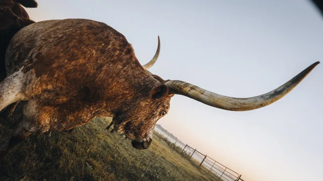 A close wide-angle photograph of a longhorn