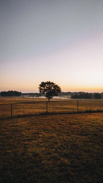 A lone tree in a field at sunset